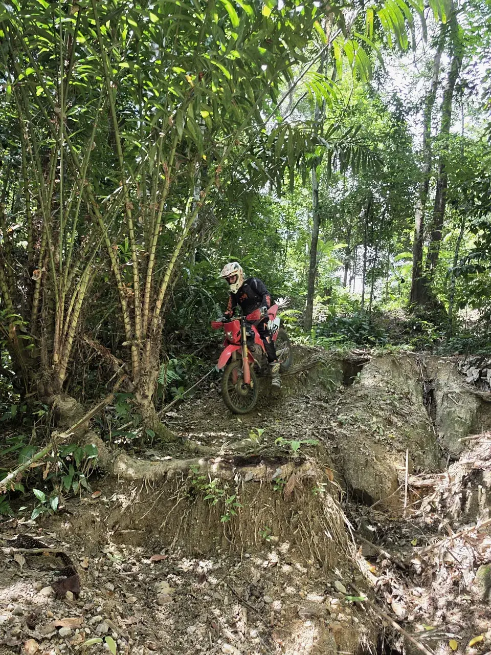 A rider on a red Honda picks a line over roots on a jungle trail in Phuket